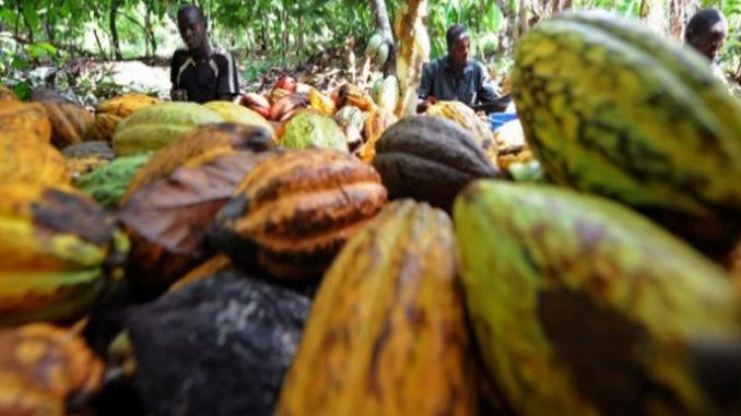 Le Ghana et la Côte d’Ivoire reprennent les ventes de cacao