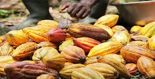 Côte d’Ivoire : Augmentation du prix cacao en 2020-2021