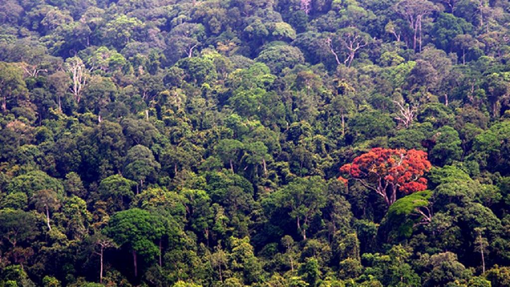 Déforestation : Le Gabon va être récompensé pour ses efforts
