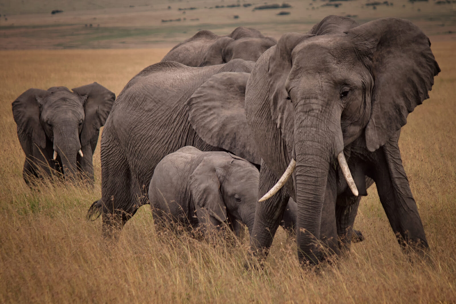 CITES : les pays d’Afrique australe tiennent à vendre leur ivoire