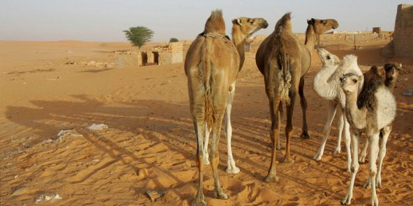 Rabat mettra à disposition de la Mauritanie l’expérience marocaine dans le Tourisme