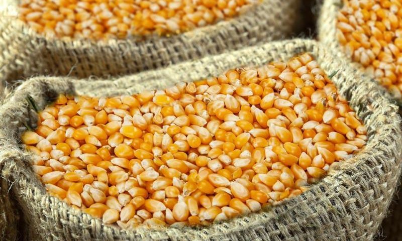 Le Zimbabwe prévoit une subvention de 133 millions $ pour le maïs