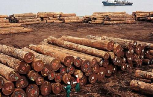 Une ONG s’insurge contre l’expansion des exportations de bois au Cameroun 