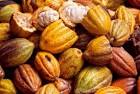 Côte d’Ivoire : réduction du taux du DUS applicable aux entreprises de transformation du cacao
