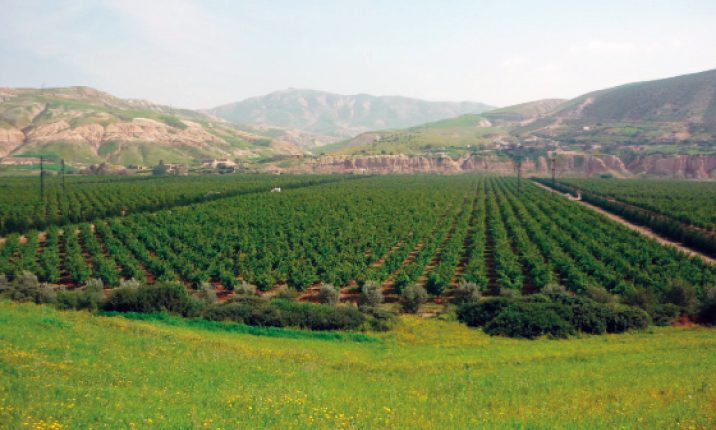 Maroc: Le Roi Mohammed VI lance une ambitieuse stratégie de développement agricole