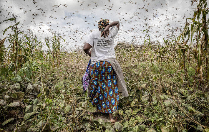 L’Afrique menacée par une invasion massive des criquets pèlerins