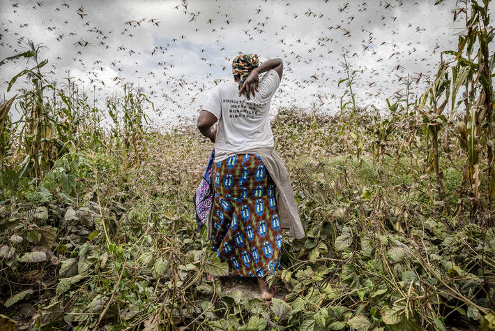 L’Afrique menacée par une invasion massive des criquets pèlerins