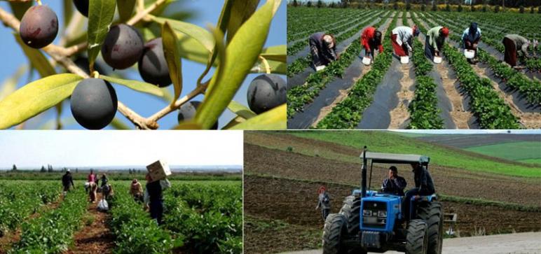 L’Algérie se dote d’un Comité scientifique de promotion de l’investissement agricole