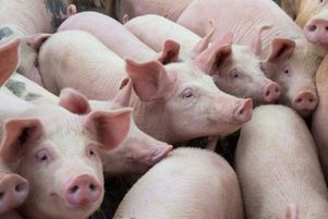 Des chercheurs chinois alertent sur une nouvelle souche de la grippe porcine