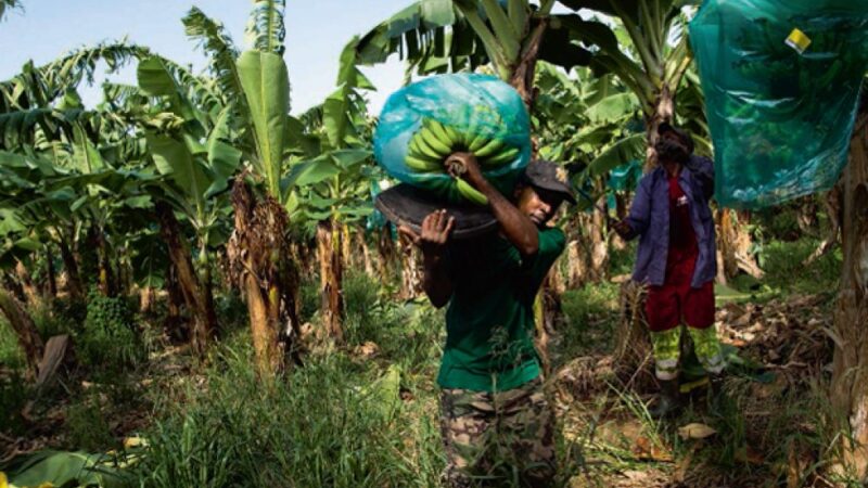RDC : Découverte d’un fertilisant opérationnel pendant 4 siècles