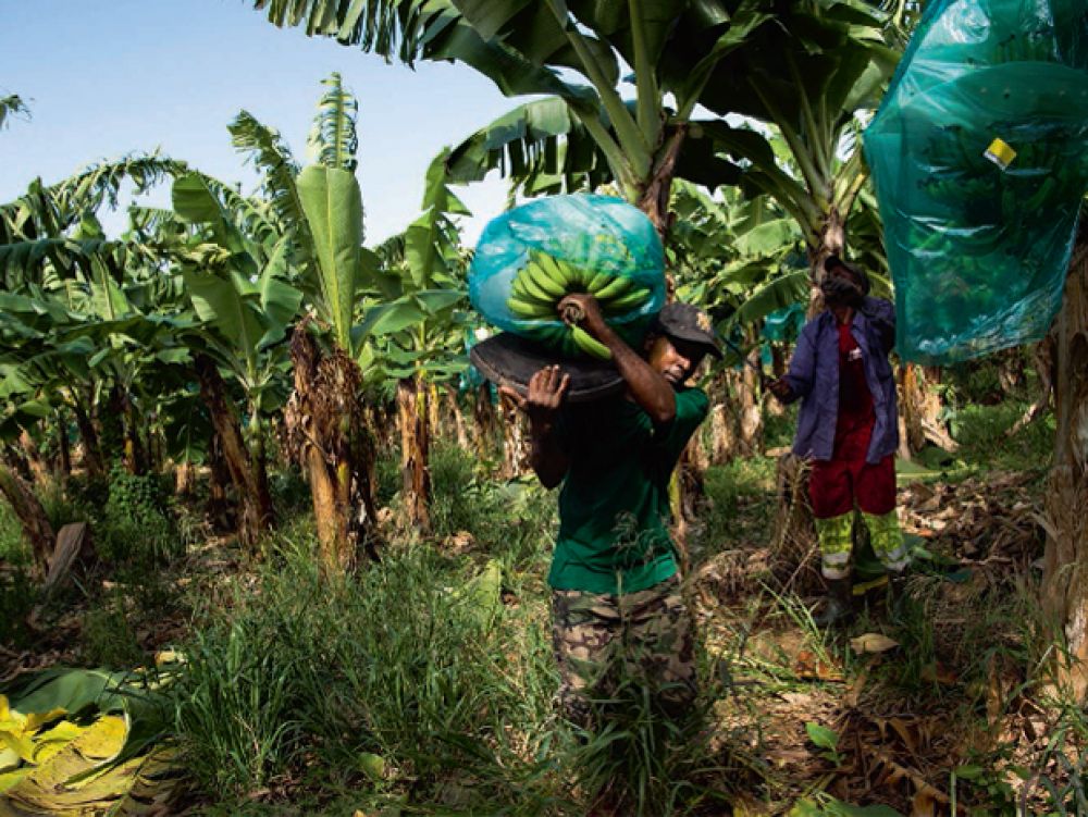 RDC : Découverte d’un fertilisant opérationnel pendant 4 siècles