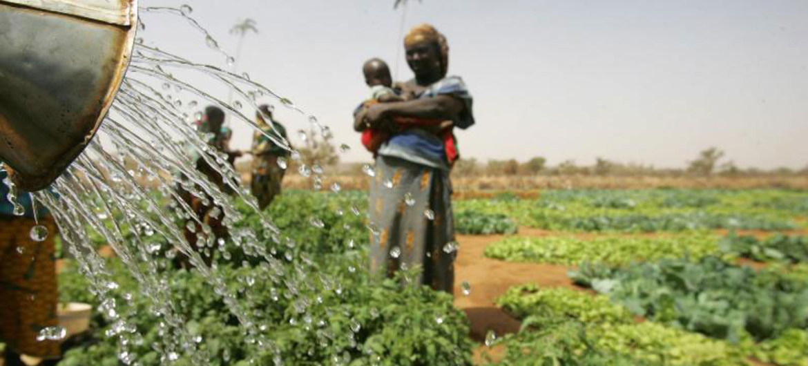 Le Niger renforce sa sécurité alimentaire
