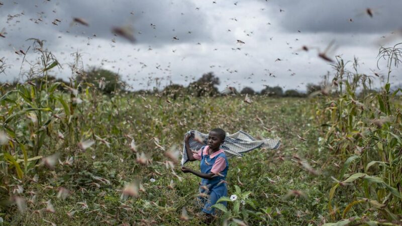 Le PAM au secours de la Somalie envahie par les criquets