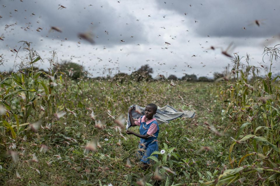 Le PAM au secours de la Somalie envahie par les criquets