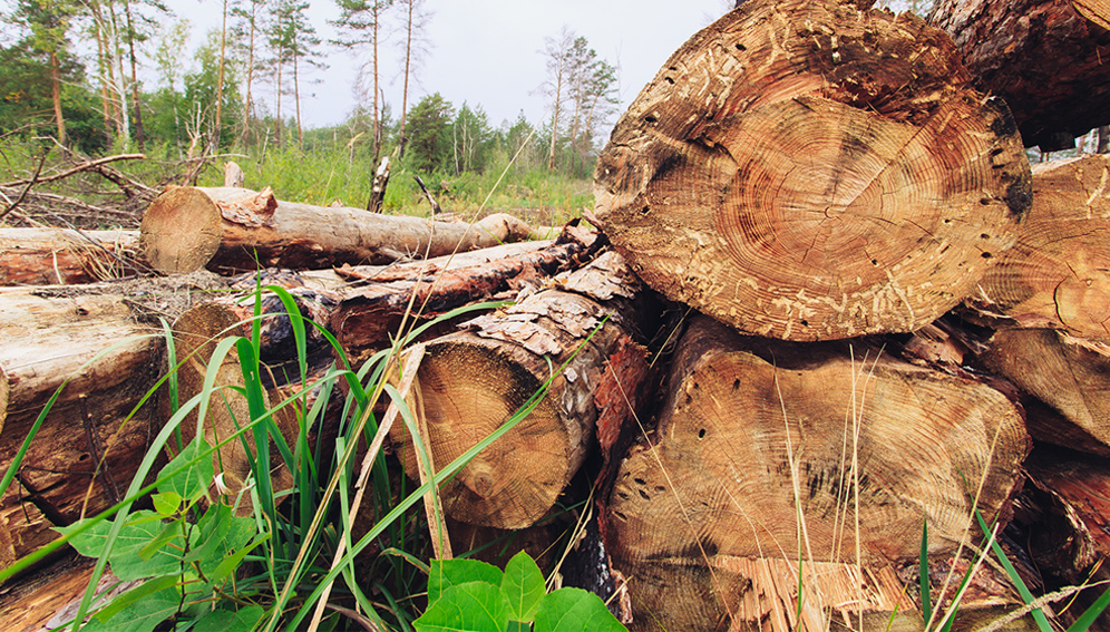 L’exportation du bois en grume sera interdite début 2022 en Afrique centrale