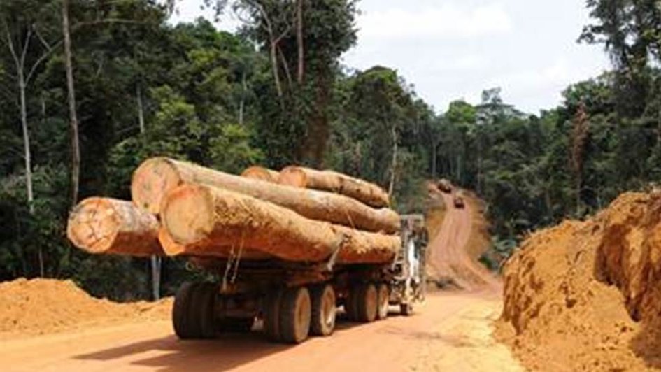 Cameroun : Une vingtaine d’entreprises forestières suspendues pour exploitation illégale