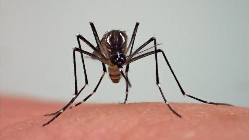  Découverte d’une épidémie du chikungunya à l’est du Tchad