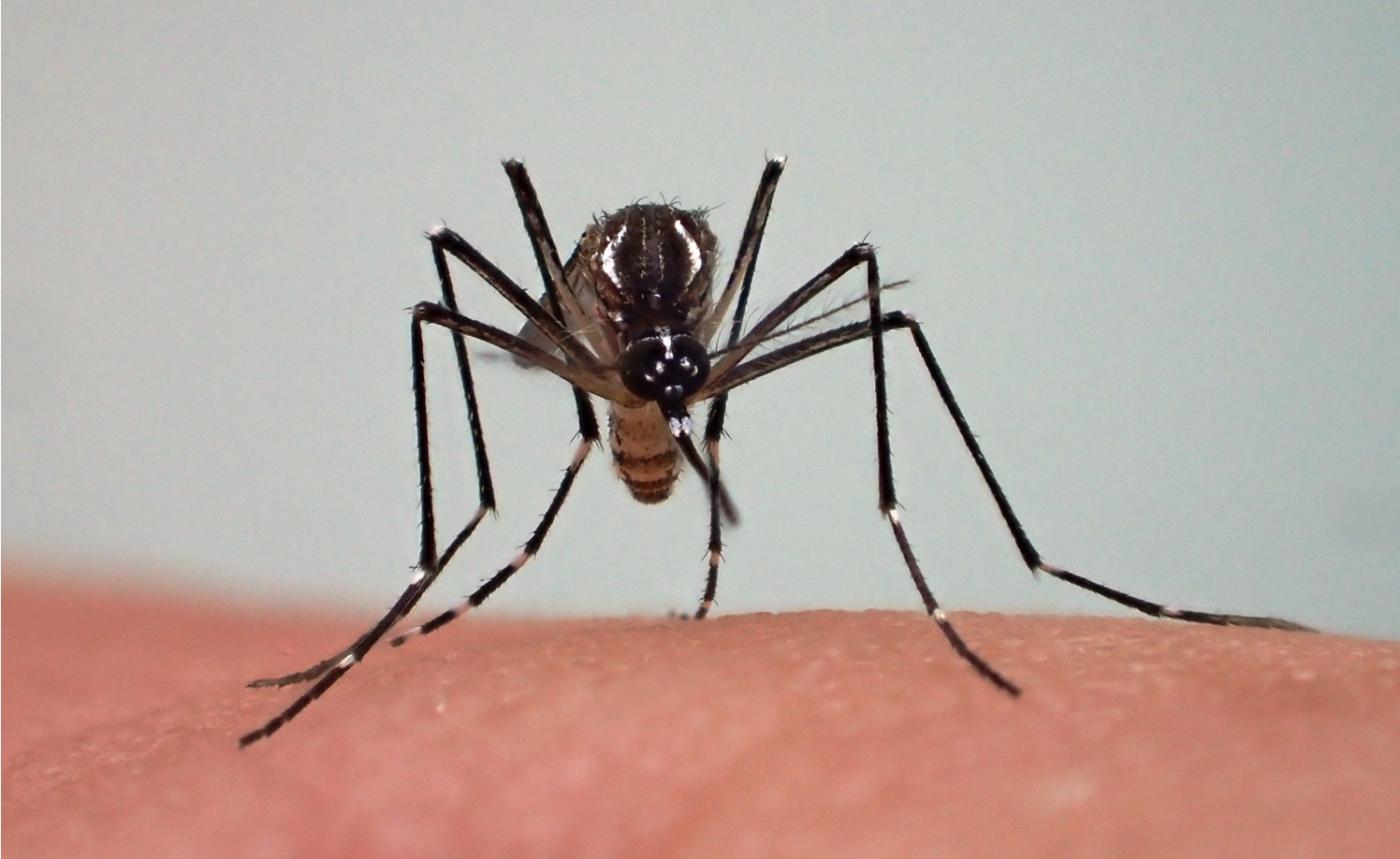  Découverte d’une épidémie du chikungunya à l’est du Tchad