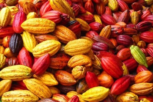 Le président ivoirien augmente de 175 FCFA/kg le prix d’achat du cacao aux agriculteurs