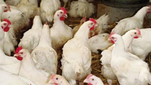 Grippe aviaire : Le Burkina suspend l’importation de la volaille du Sénégal