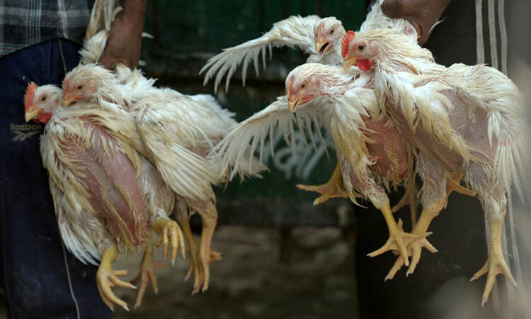 OIE : La grippe aviaire de type H5N8 réapparaît en Algérie
