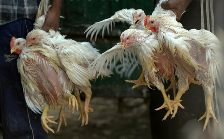 OIE : La grippe aviaire de type H5N8 réapparaît en Algérie