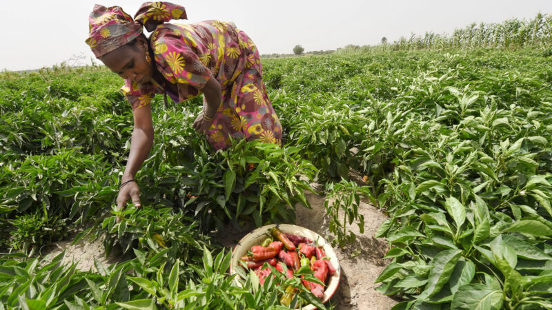 L’éradication de la faim en Afrique au cœur d’un forum international