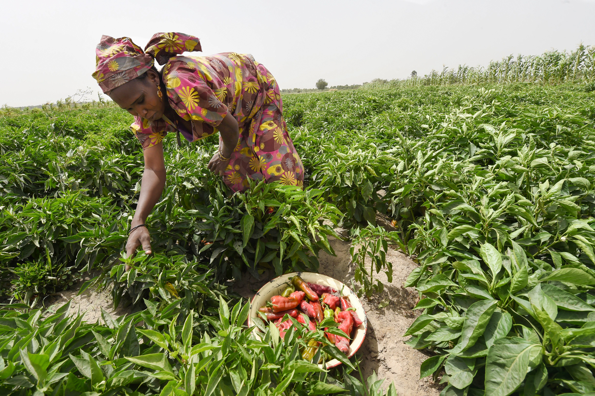 L’éradication de la faim en Afrique au cœur d’un forum international