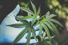 Le parlement marocain adopte un projet de loi sur l’utilisation du cannabis à des fins médicales et industrielles