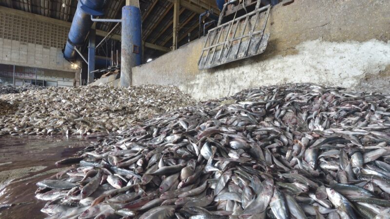 Greenpeace dénonce le pillage des ressources halieutiques ouest-africaines par l’Europe