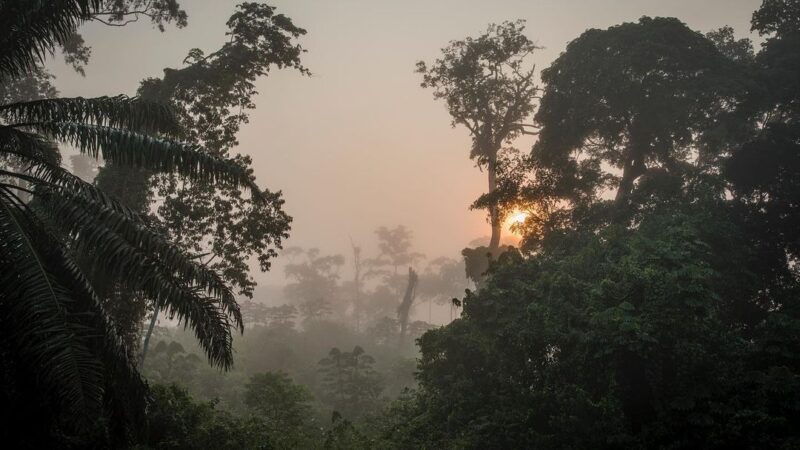 RDC : Le parc de Salonga retiré de la liste du patrimoine mondial en péril