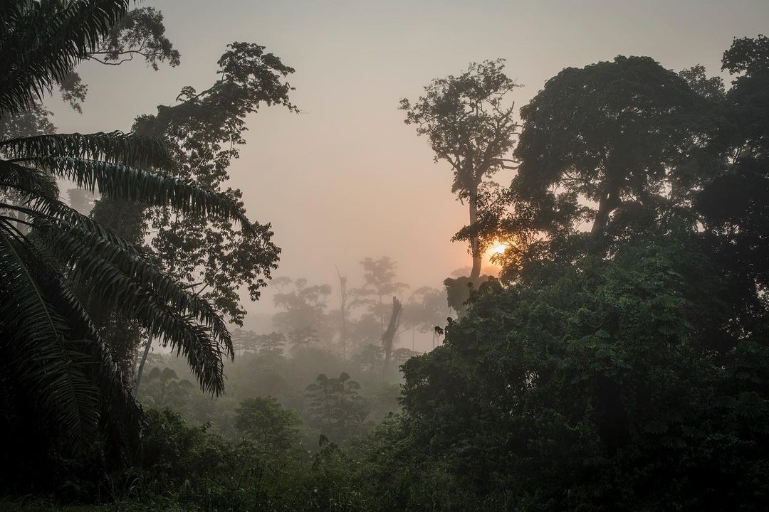 RDC : Le parc de Salonga retiré de la liste du patrimoine mondial en péril