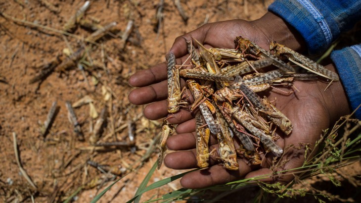 Angola : La lutte contre la peste acridienne