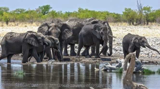 La Namibie vend une cinquantaine d’éléphants pour contrôler leur surpopulation