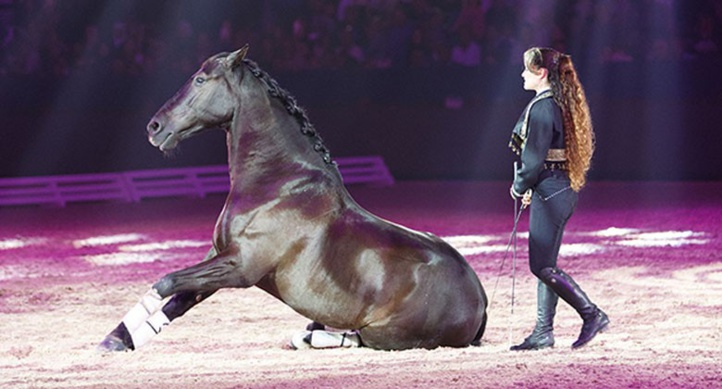 Maroc : Annulation de l’édition 2021 du Salon du cheval d’El Jadida à cause du Covid-19