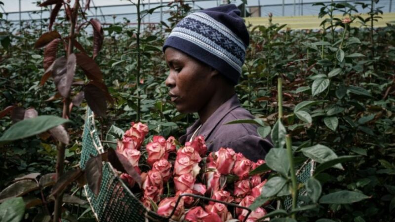 Kenya : des difficultés pour l’horticulture