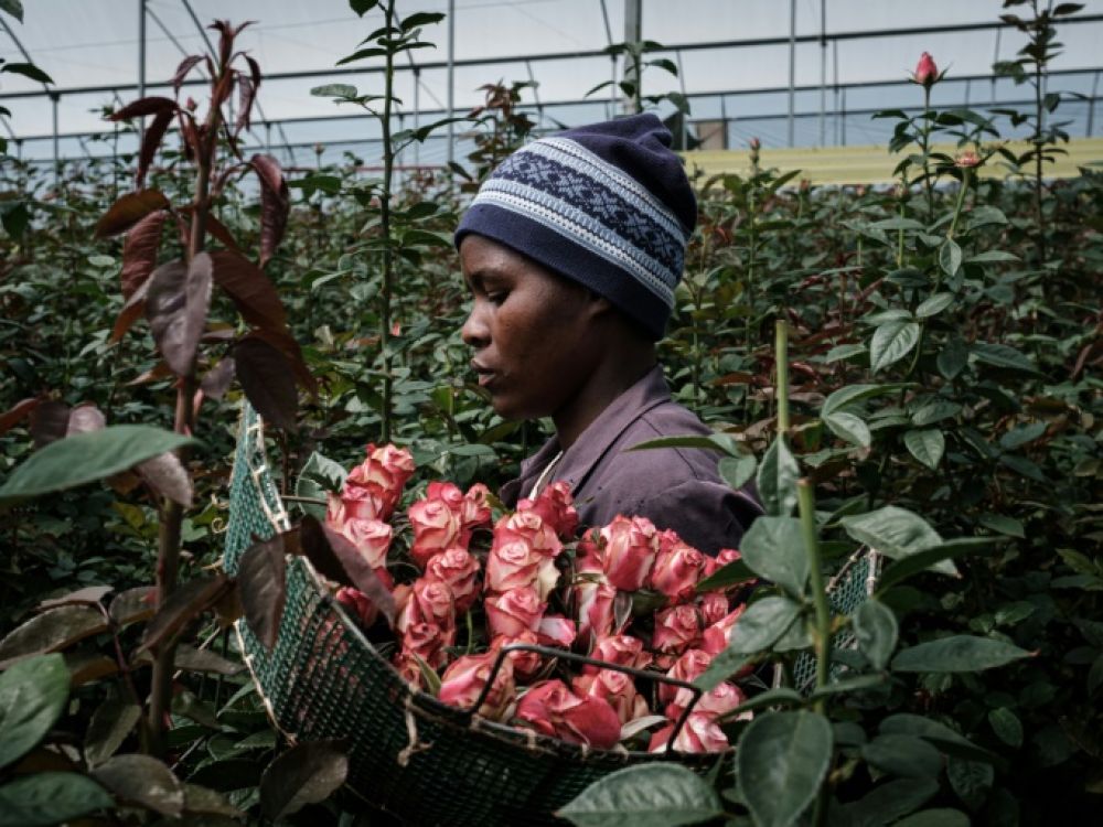 Kenya : des difficultés pour l’horticulture