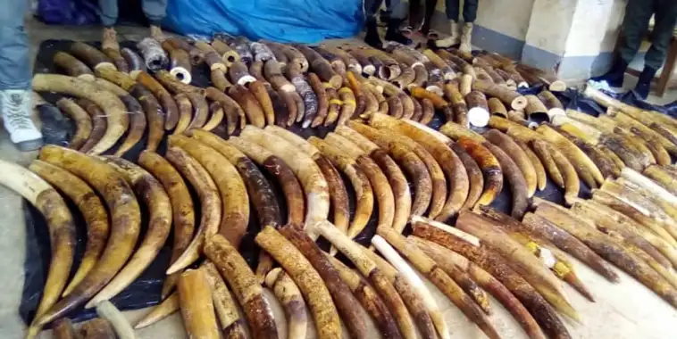 Deux personnes interpellées au Gabon pour trafic d’ivoire