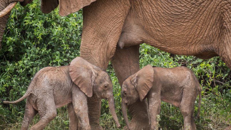 Le Kenya annonce une rare naissance de jumeaux éléphants