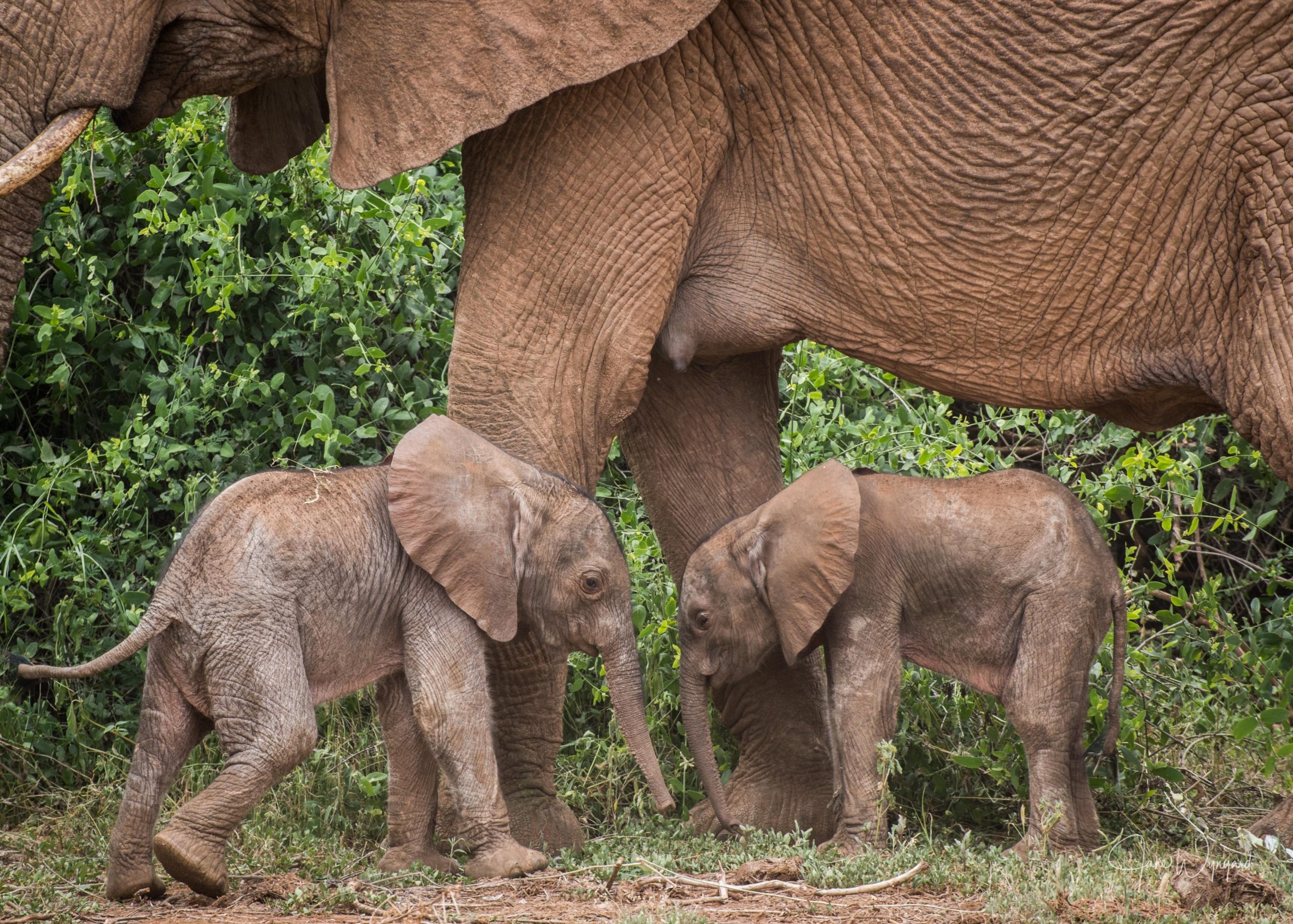 Le Kenya annonce une rare naissance de jumeaux éléphants