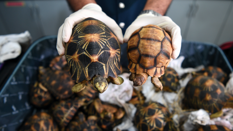 Madagascar : Le trafic des tortues est un marché juteux dans le Sud