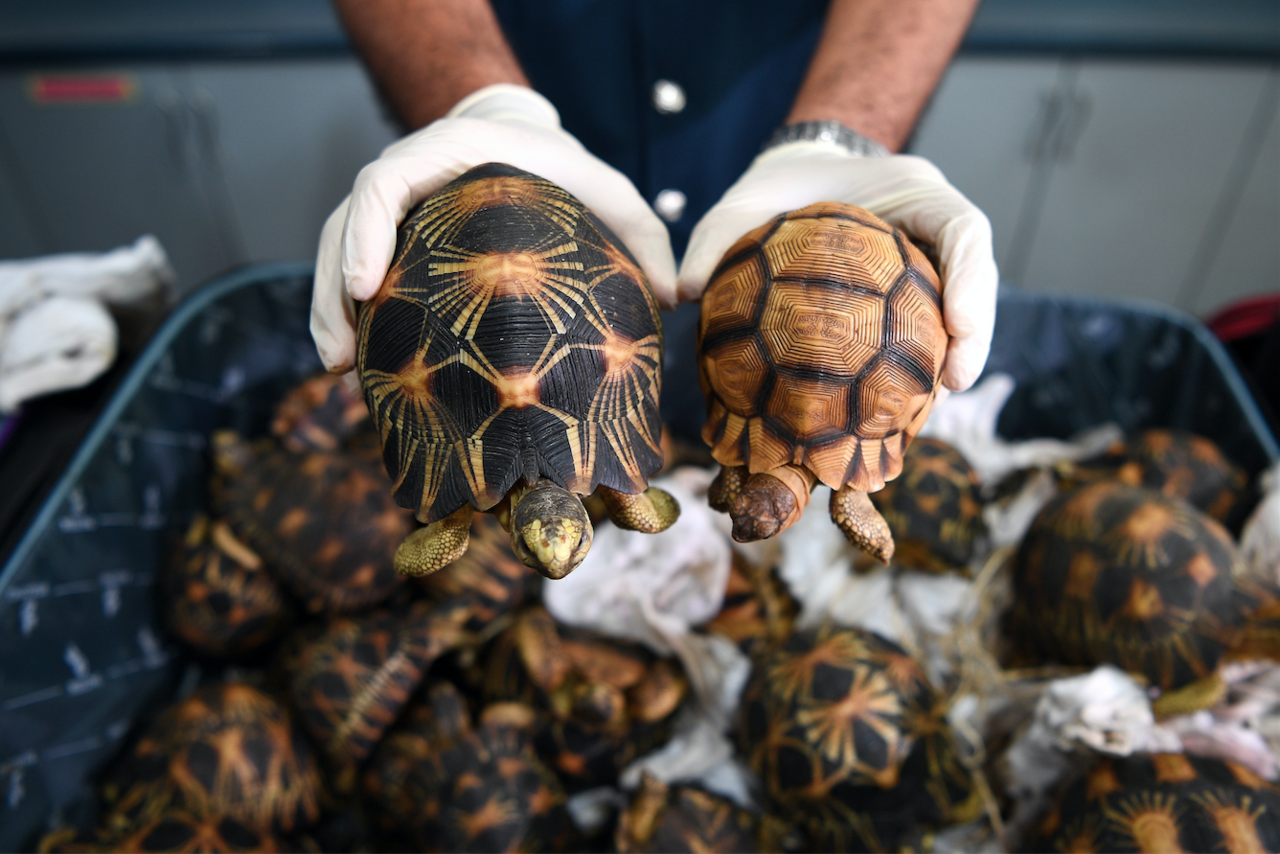 Madagascar : Le trafic des tortues est un marché juteux dans le Sud