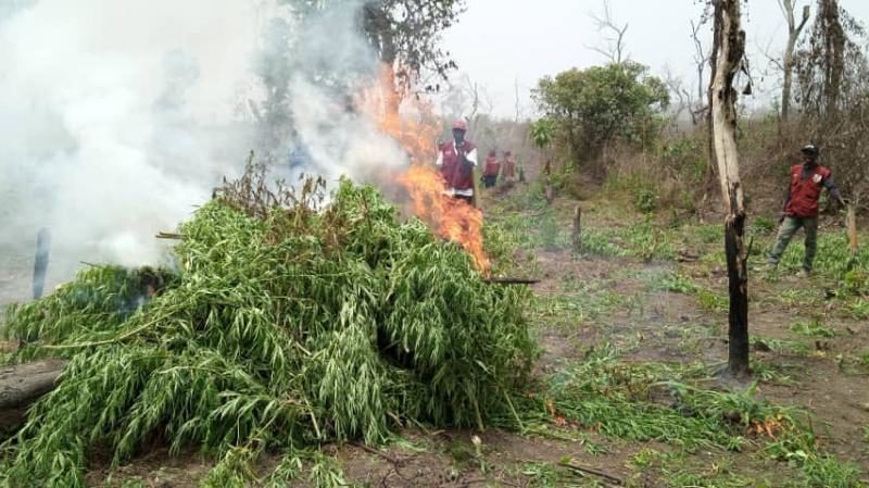 Nigeria : Plus de 250 hectares de champs de cannabis détruits par la police