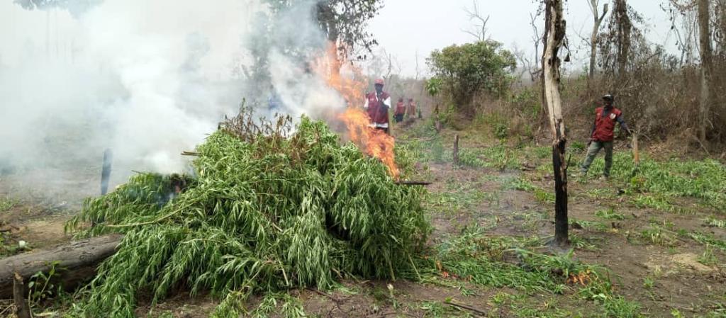 Nigeria : Plus de 250 hectares de champs de cannabis détruits par la police