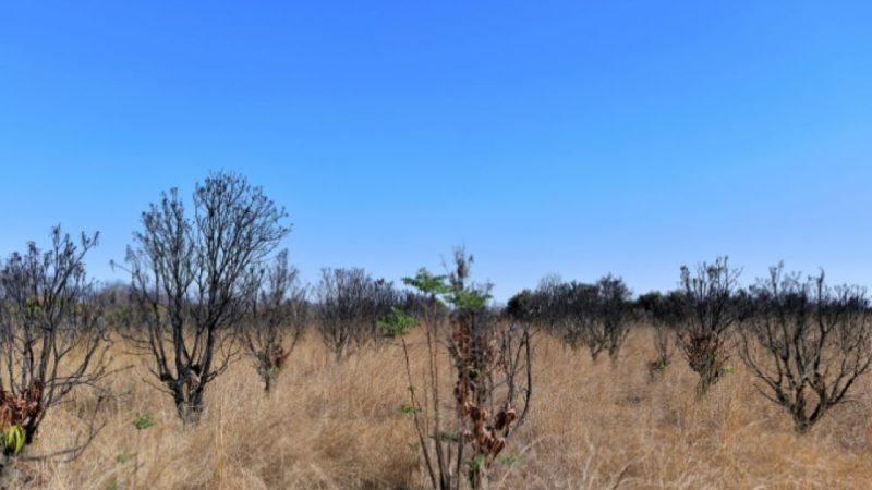 Zimbabwe : Redistribution des terres abandonnées par les fermiers noirs