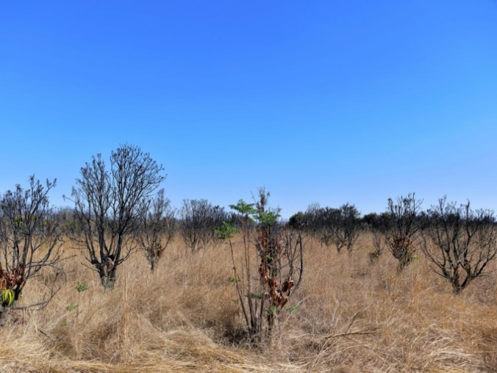 Zimbabwe : Redistribution des terres abandonnées par les fermiers noirs