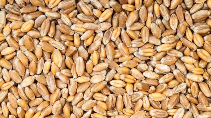 La Russie se dit disposée à faciliter l’exportation du blé