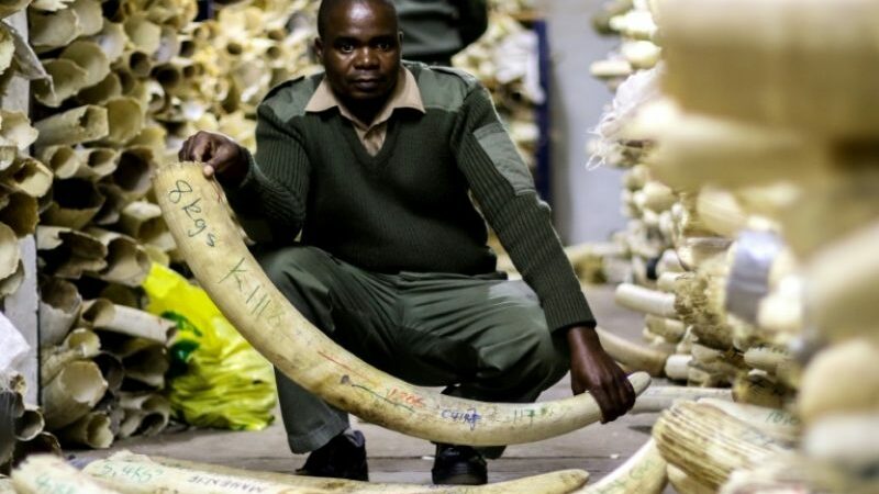 Zimbabwe: Le Gouvernement demande le soutien des Européens pour écouler son ivoire