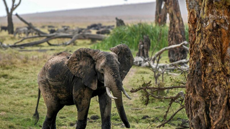 Zimbabwe: Une Conférence panafricaine sur les éléphants pour préserver la population de ces pachydermes