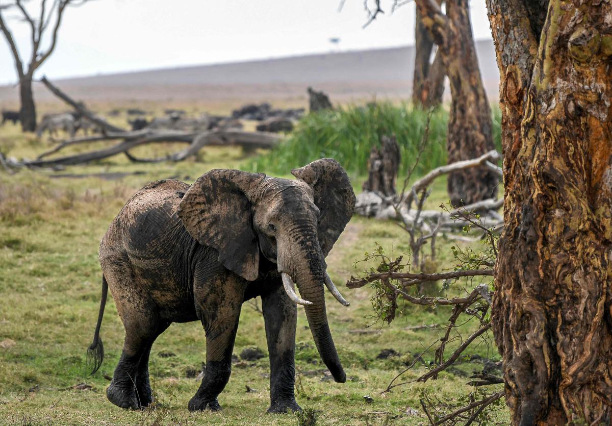 Zimbabwe: Une Conférence panafricaine sur les éléphants pour préserver la population de ces pachydermes